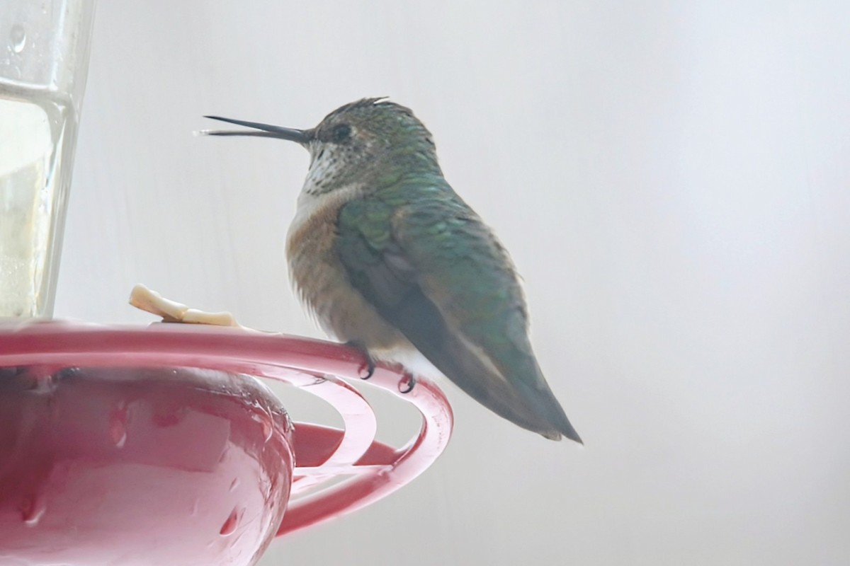 Rufous Hummingbird - ML646347191