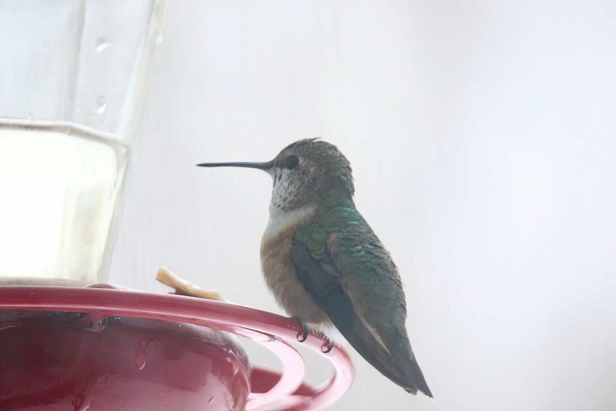 Rufous Hummingbird - ML646347192