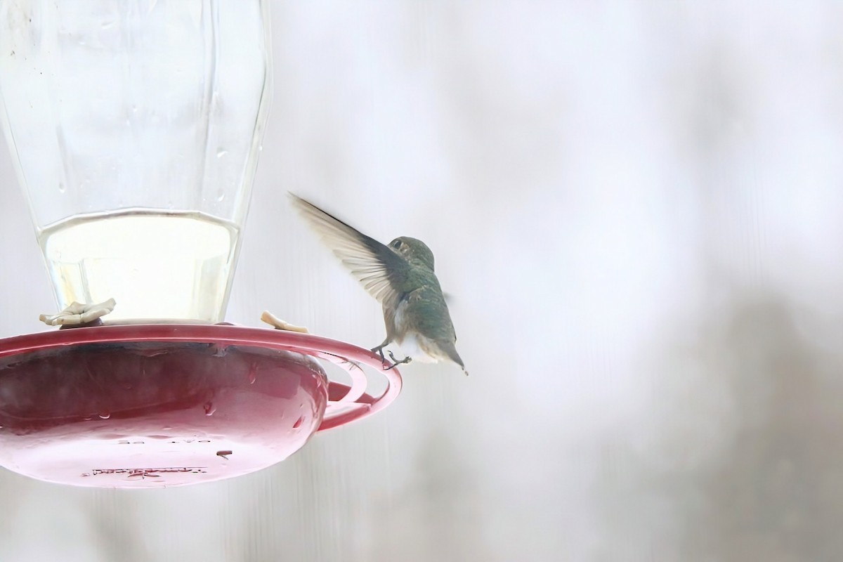 Rufous Hummingbird - ML646347193