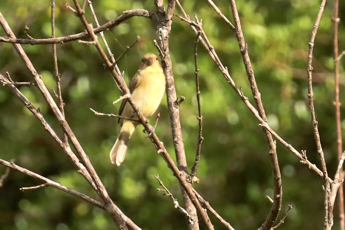 Double-collared Seedeater - ML646347195