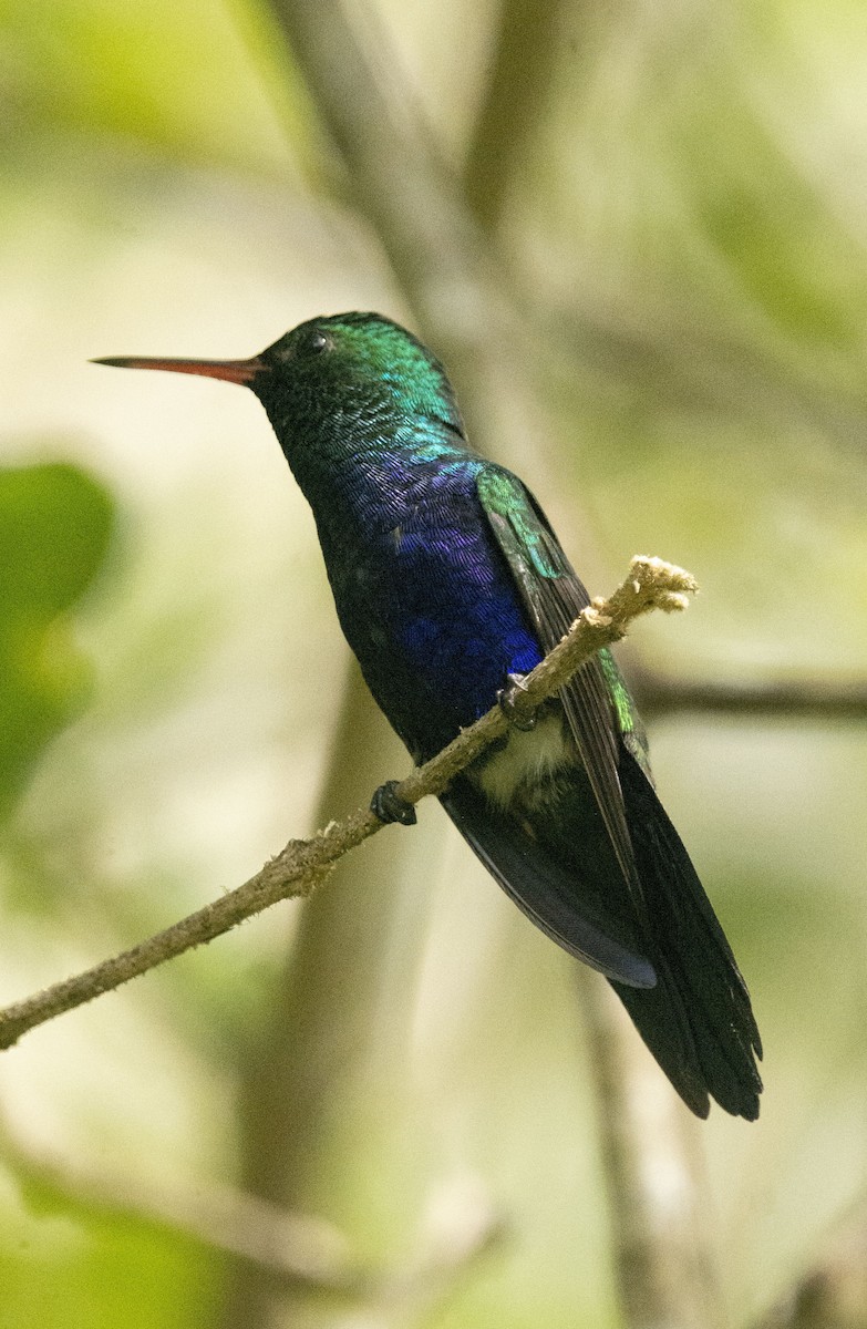 Violet-bellied Hummingbird - ML646347196