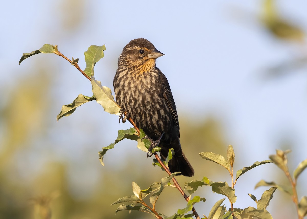 vlhovec červenokřídlý - ML646347197