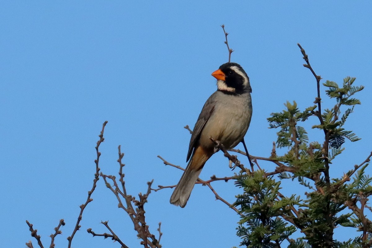 キバシイカル - ML646347203