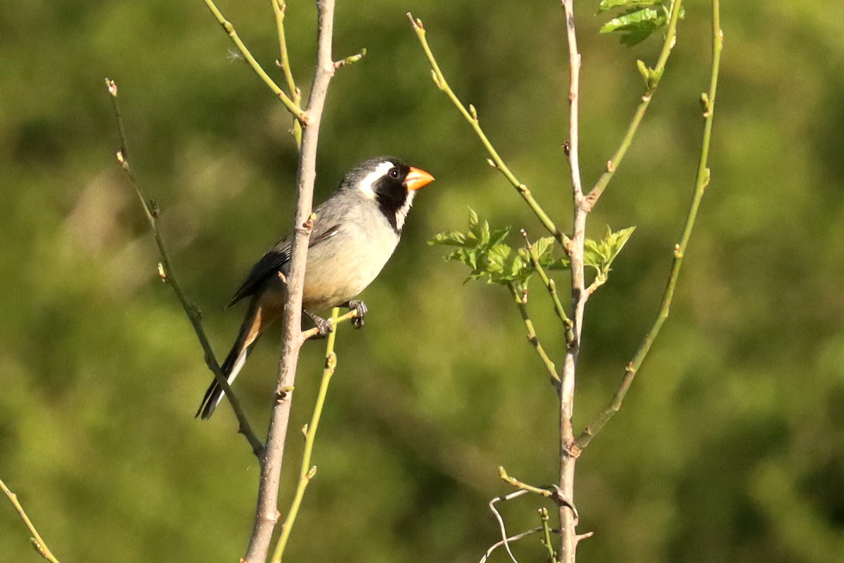 キバシイカル - ML646347204