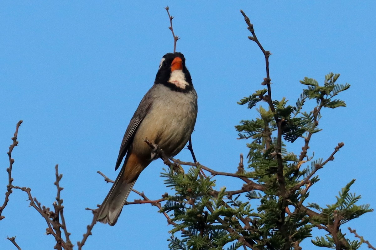 キバシイカル - ML646347205