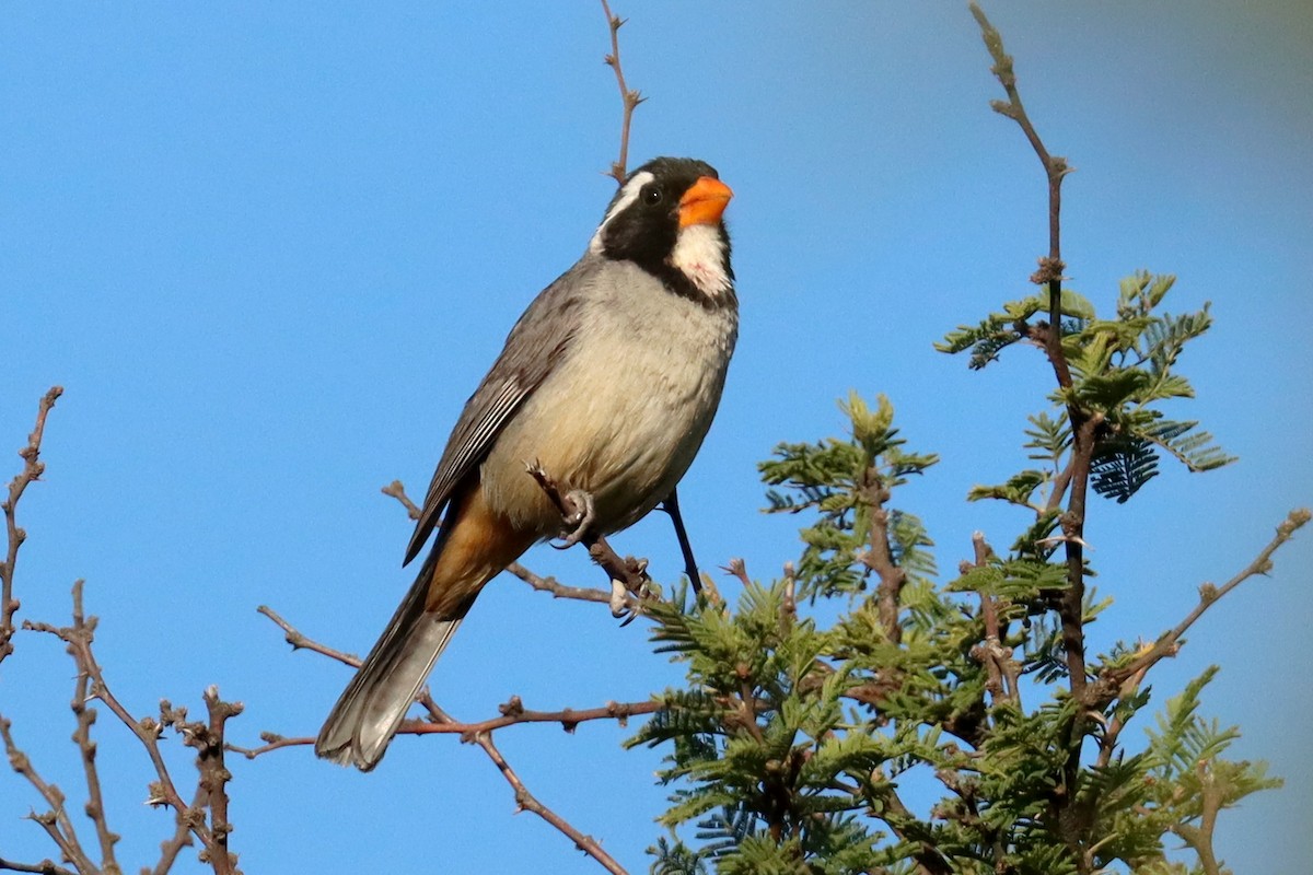 キバシイカル - ML646347206