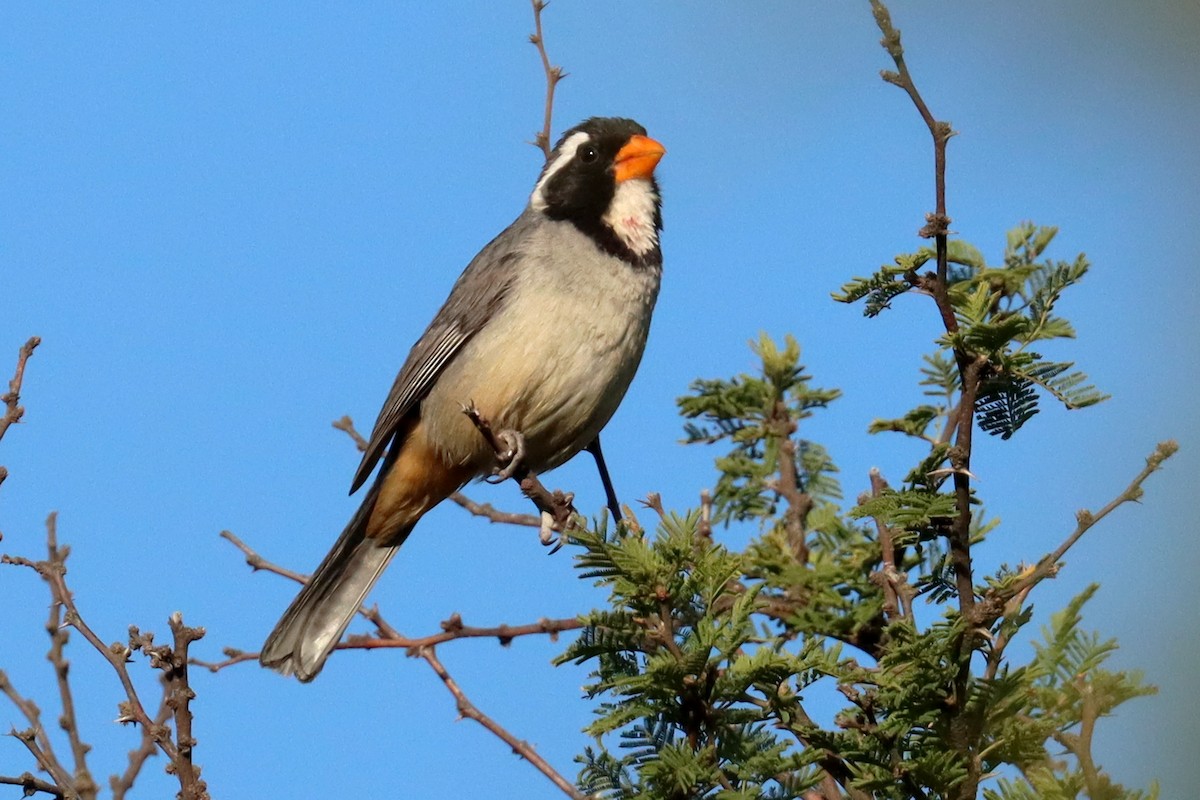 キバシイカル - ML646347207