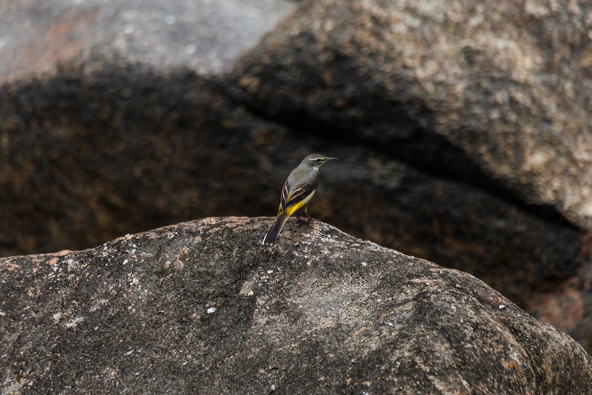 Gray Wagtail - ML646347208