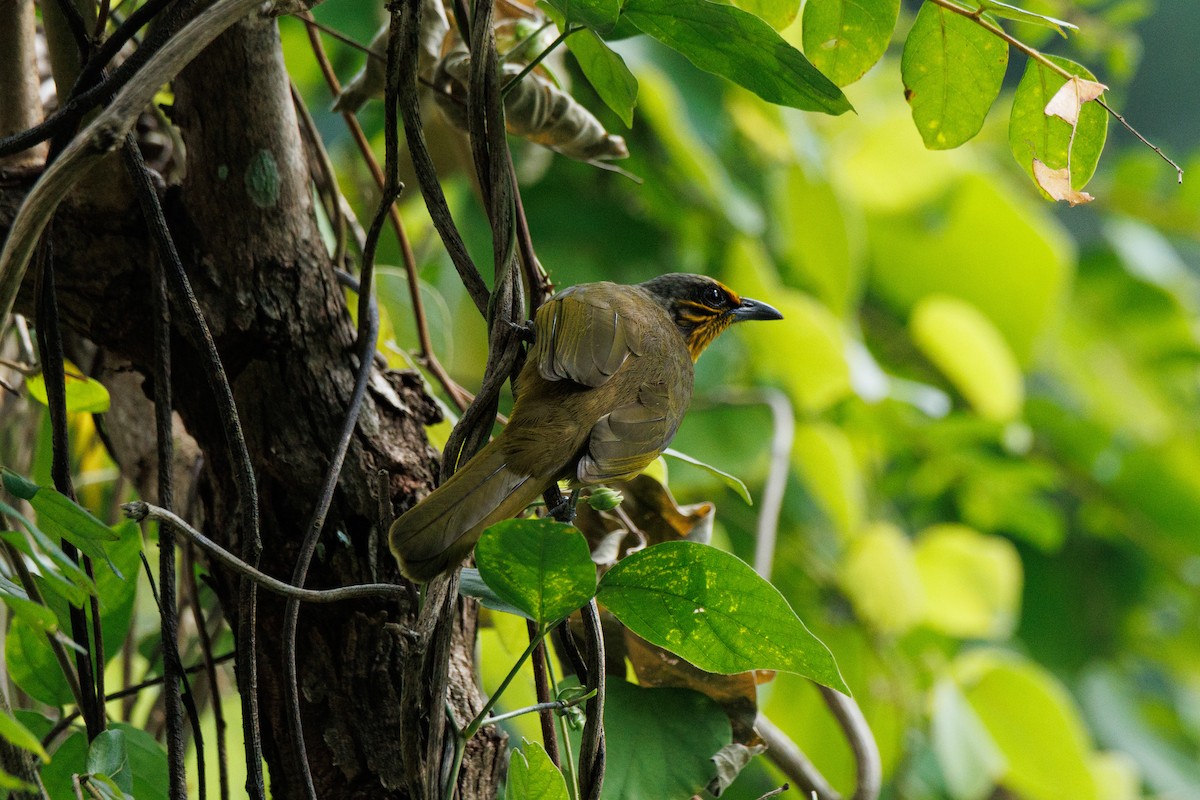 Stripe-throated Bulbul - ML646347212