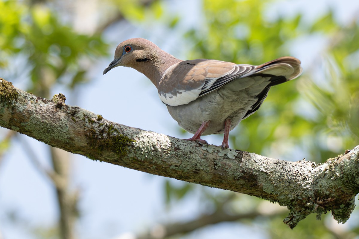 Ak Kanatlı Kumru - ML646347216