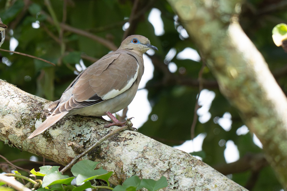 Ak Kanatlı Kumru - ML646347217