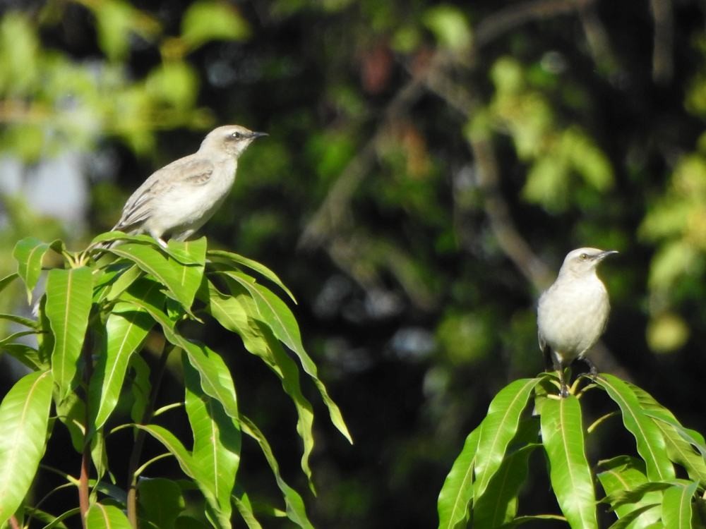 Tropikal Taklitçi - ML646347218