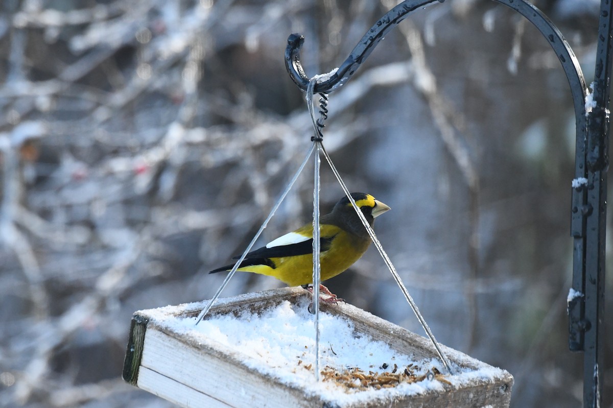 Evening Grosbeak - ML646347219