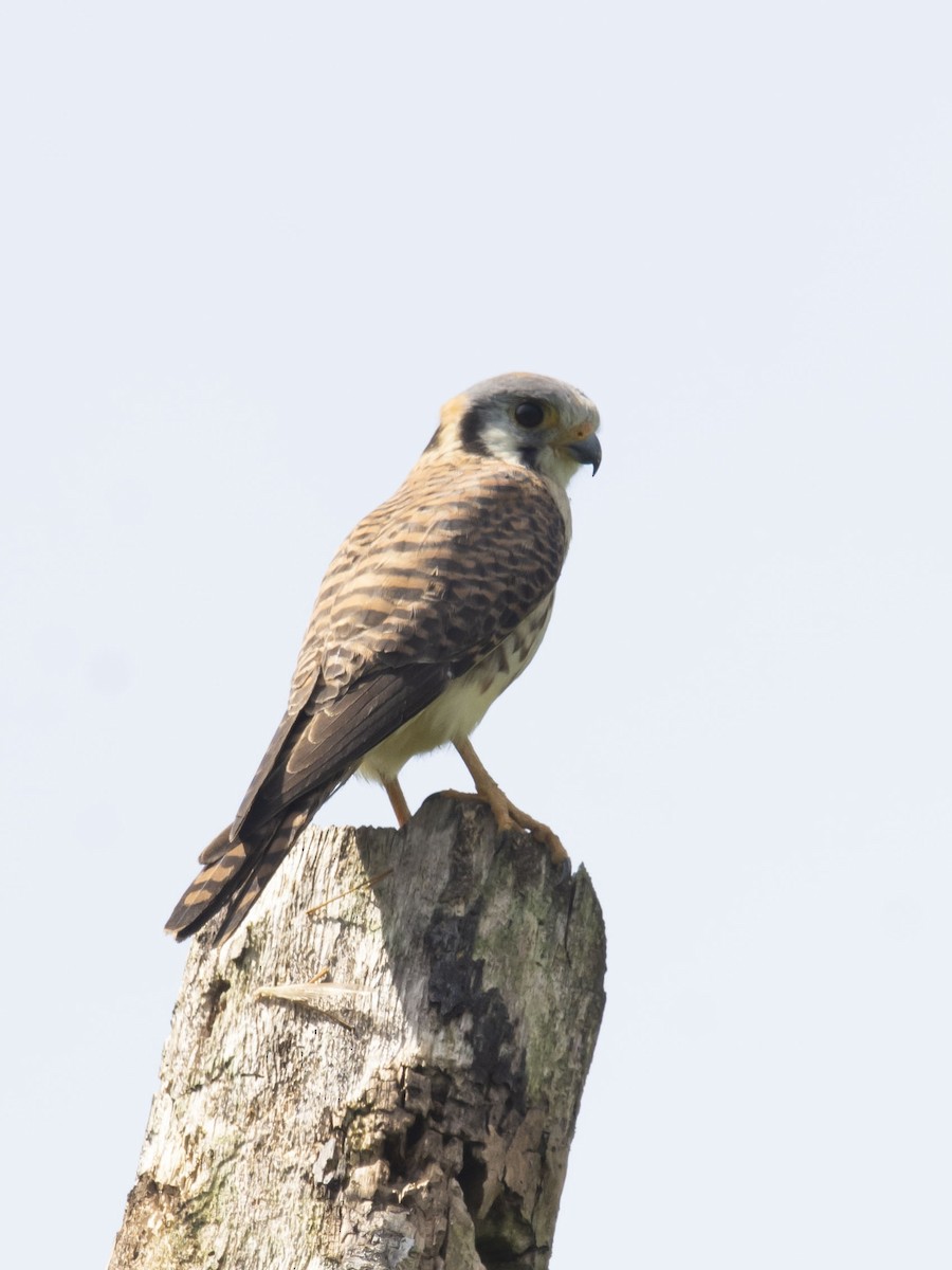 American Kestrel - ML646347220