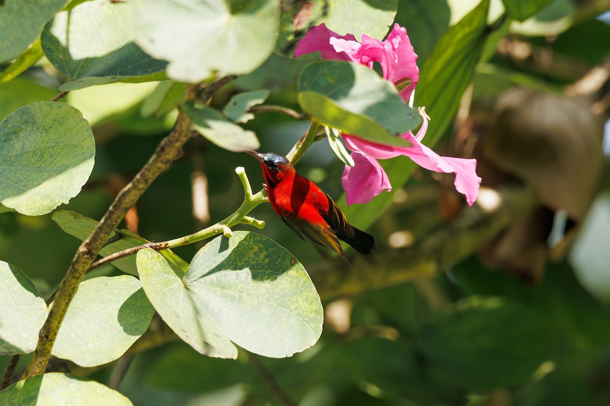 Crimson Sunbird (Goulpourah) - ML646347224