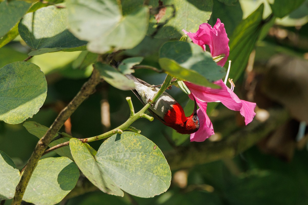 Crimson Sunbird (Goulpourah) - ML646347225