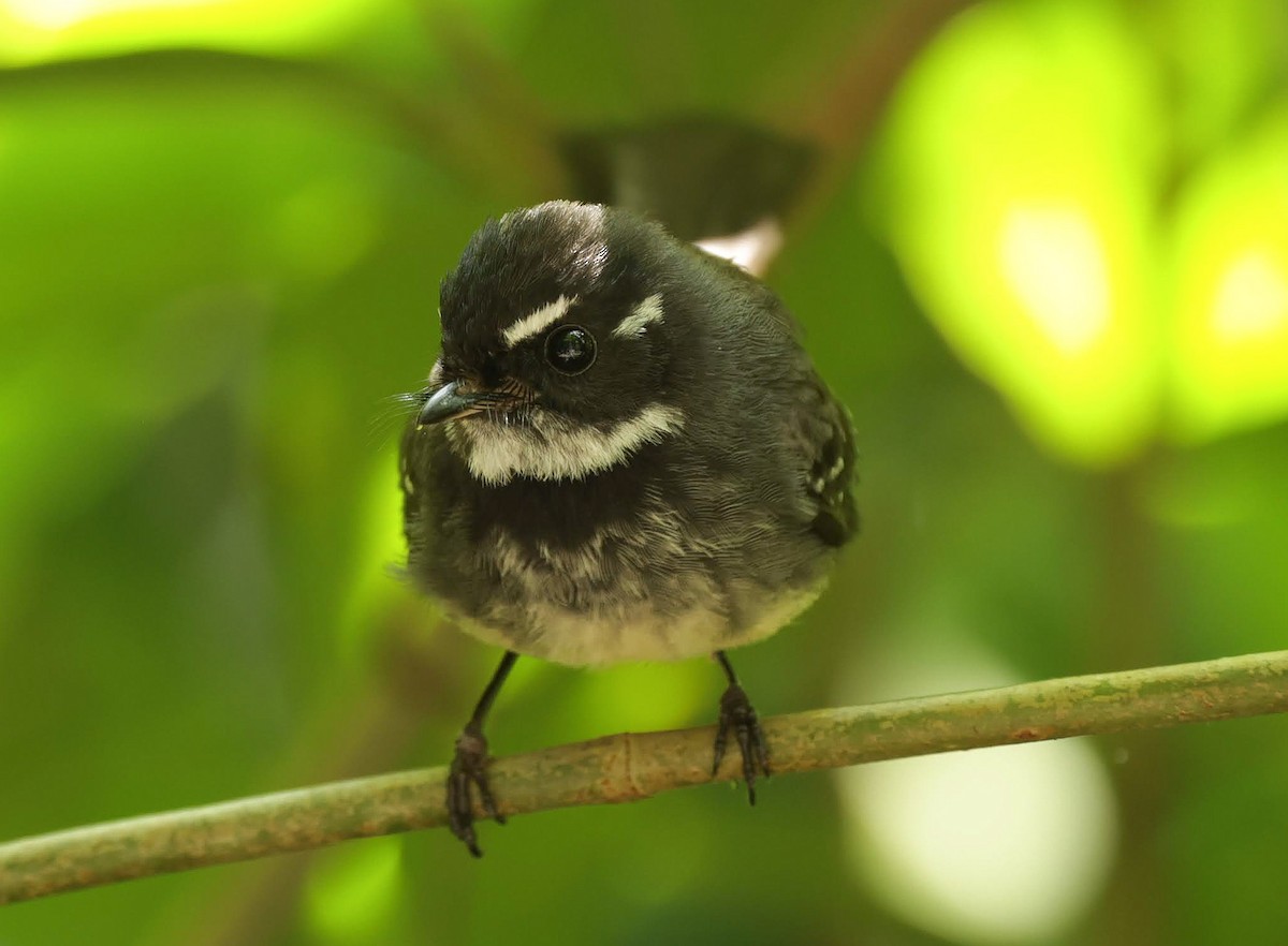 Gray Fantail - ML646347226