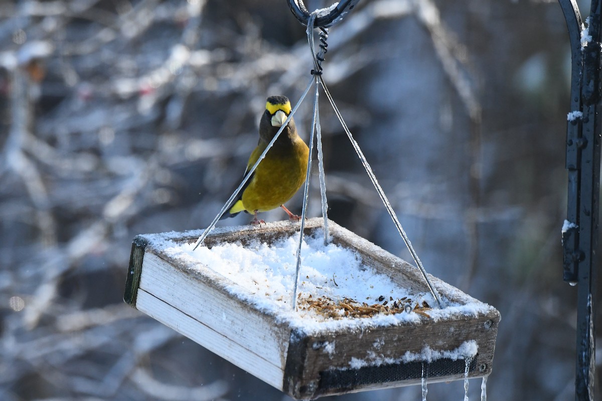 Evening Grosbeak - ML646347227