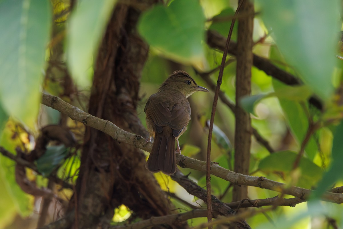 Olive Bulbul (Baker's) - ML646347229