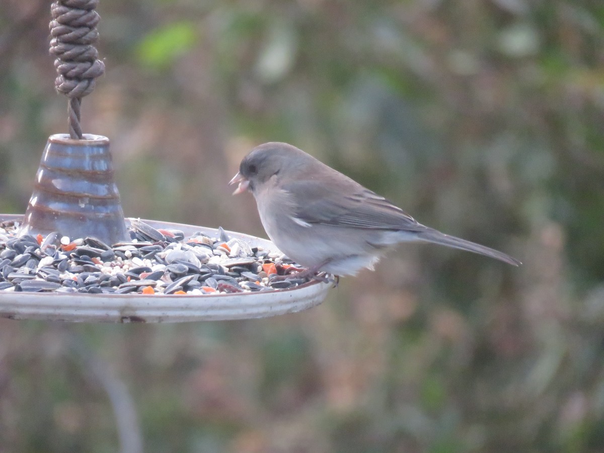 Junco Ojioscuro - ML646347230