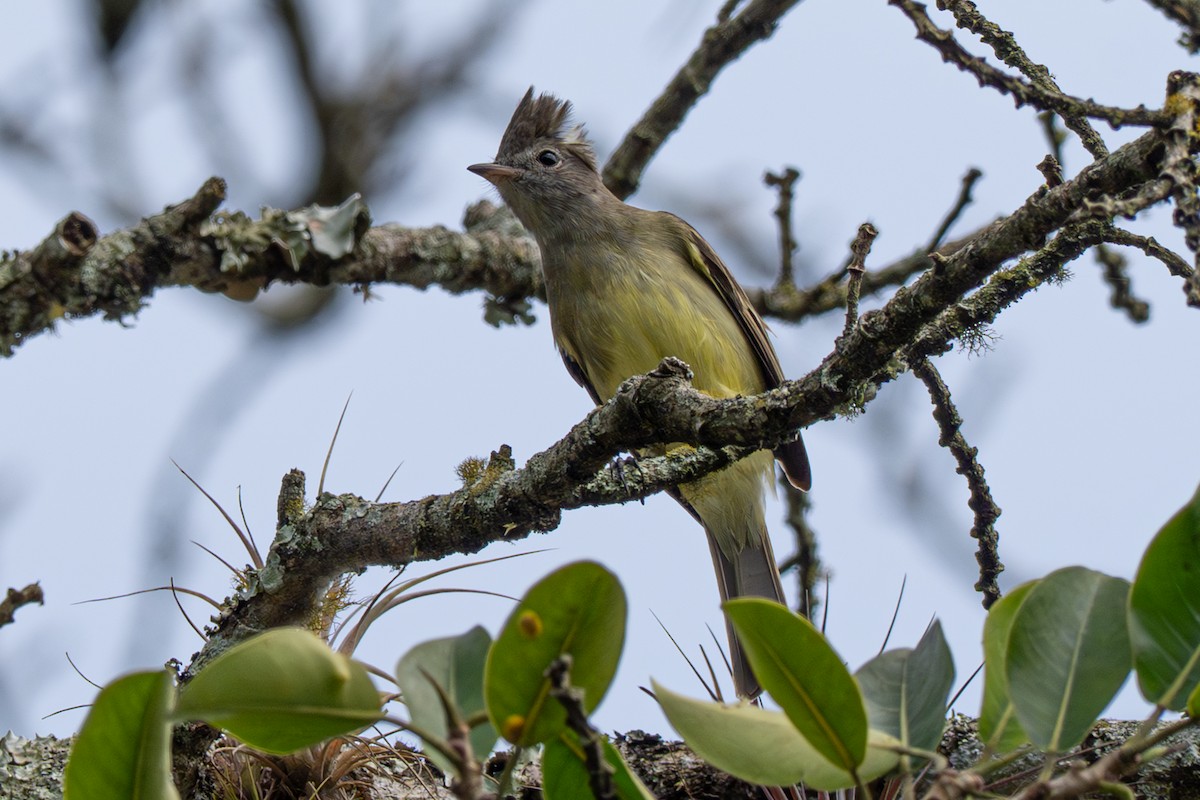 Yellow-bellied Elaenia - ML646347232