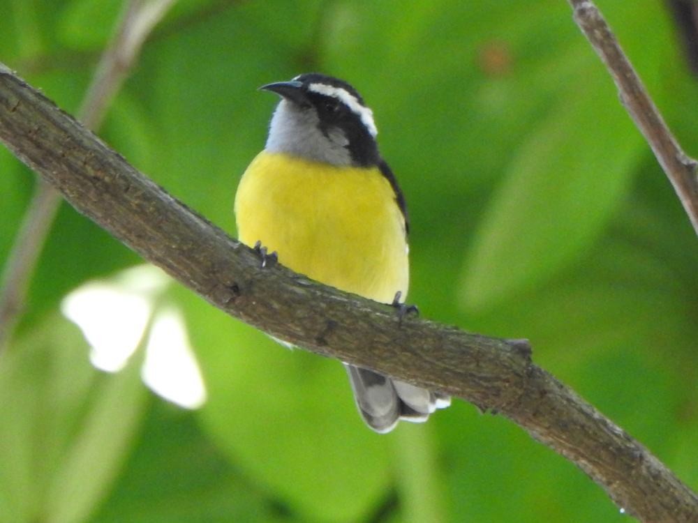 Bananaquit - ML646347233