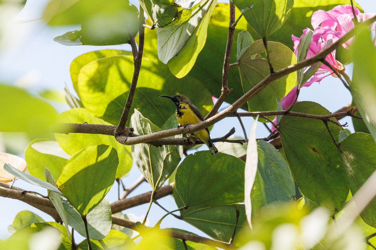 Ornate Sunbird (Ornate) - ML646347234