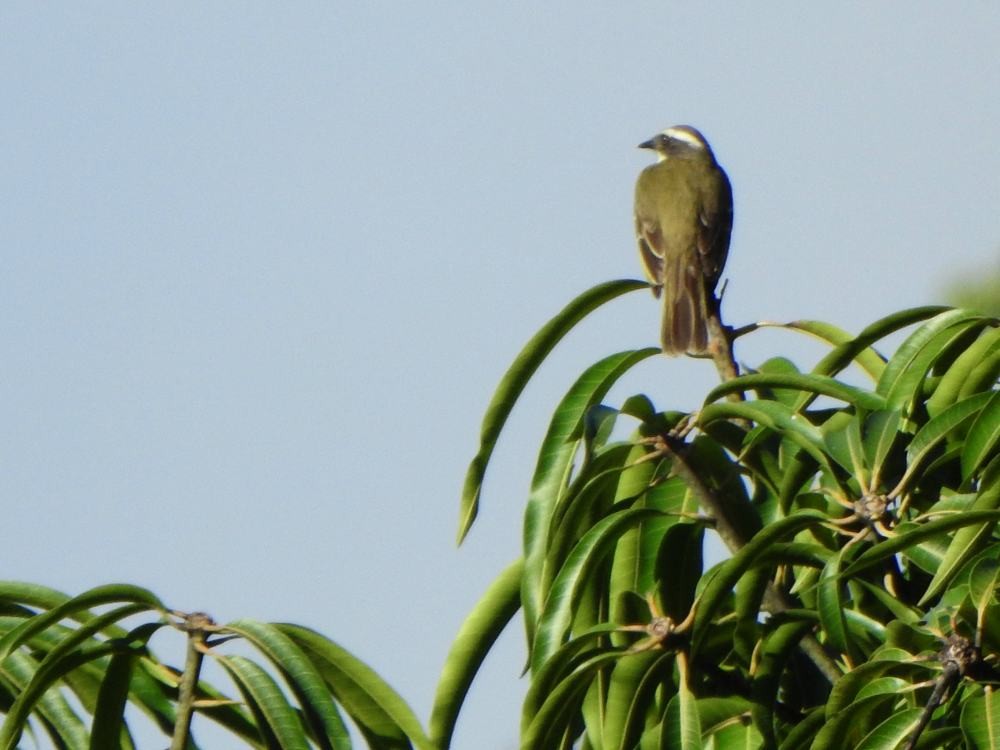 Rotscheitel-Maskentyrann - ML646347255