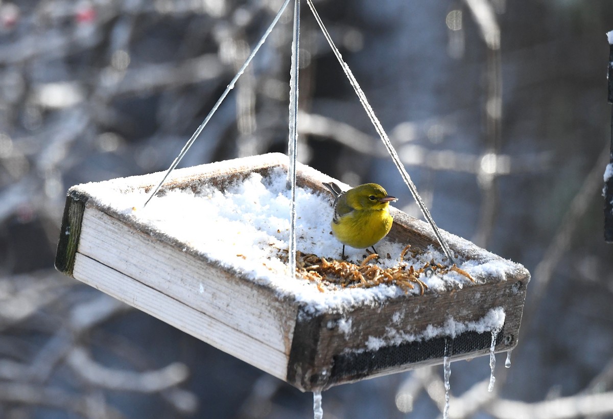 Pine Warbler - ML646347256