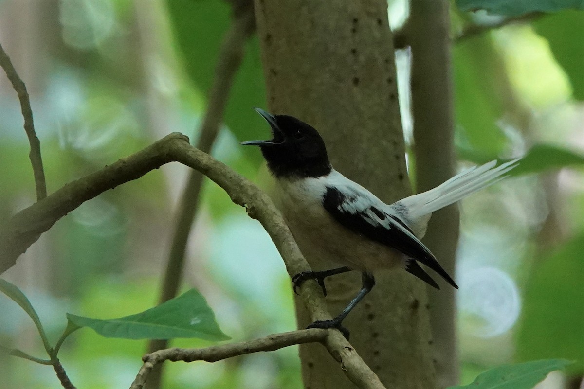 Marquesan Monarch - ML646347260