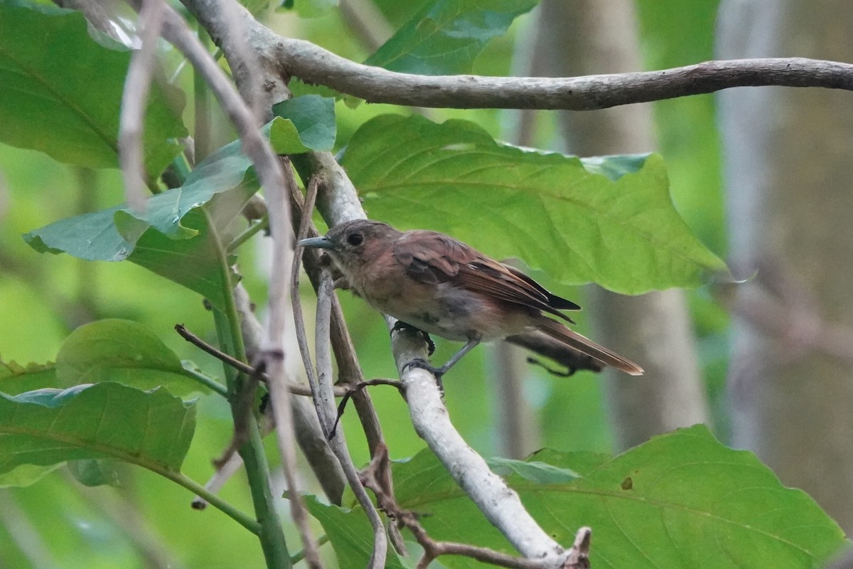 Marquesan Monarch - ML646347261