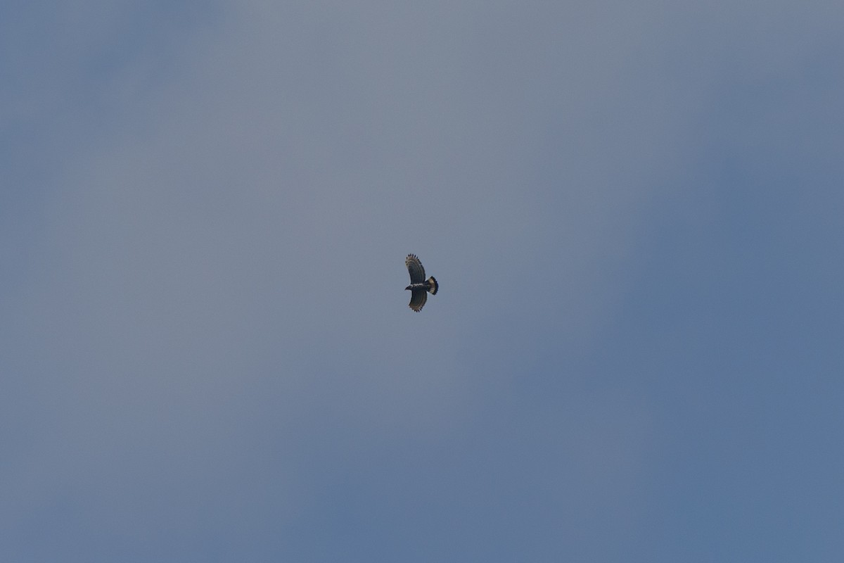 Blyth's Hawk-Eagle - ML646347262