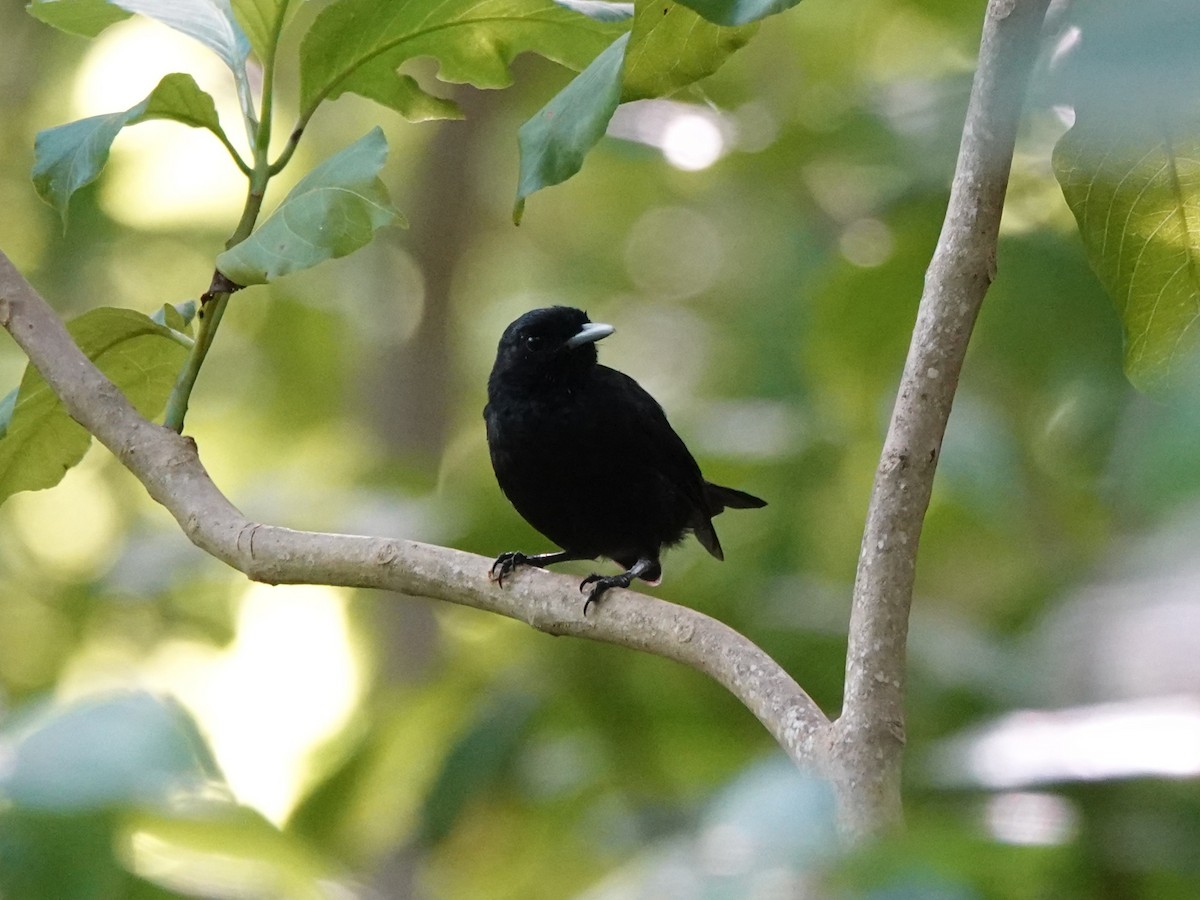 Marquesan Monarch - ML646347263