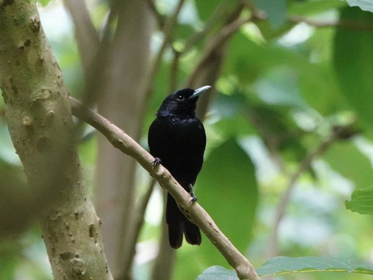 Marquesan Monarch - ML646347264