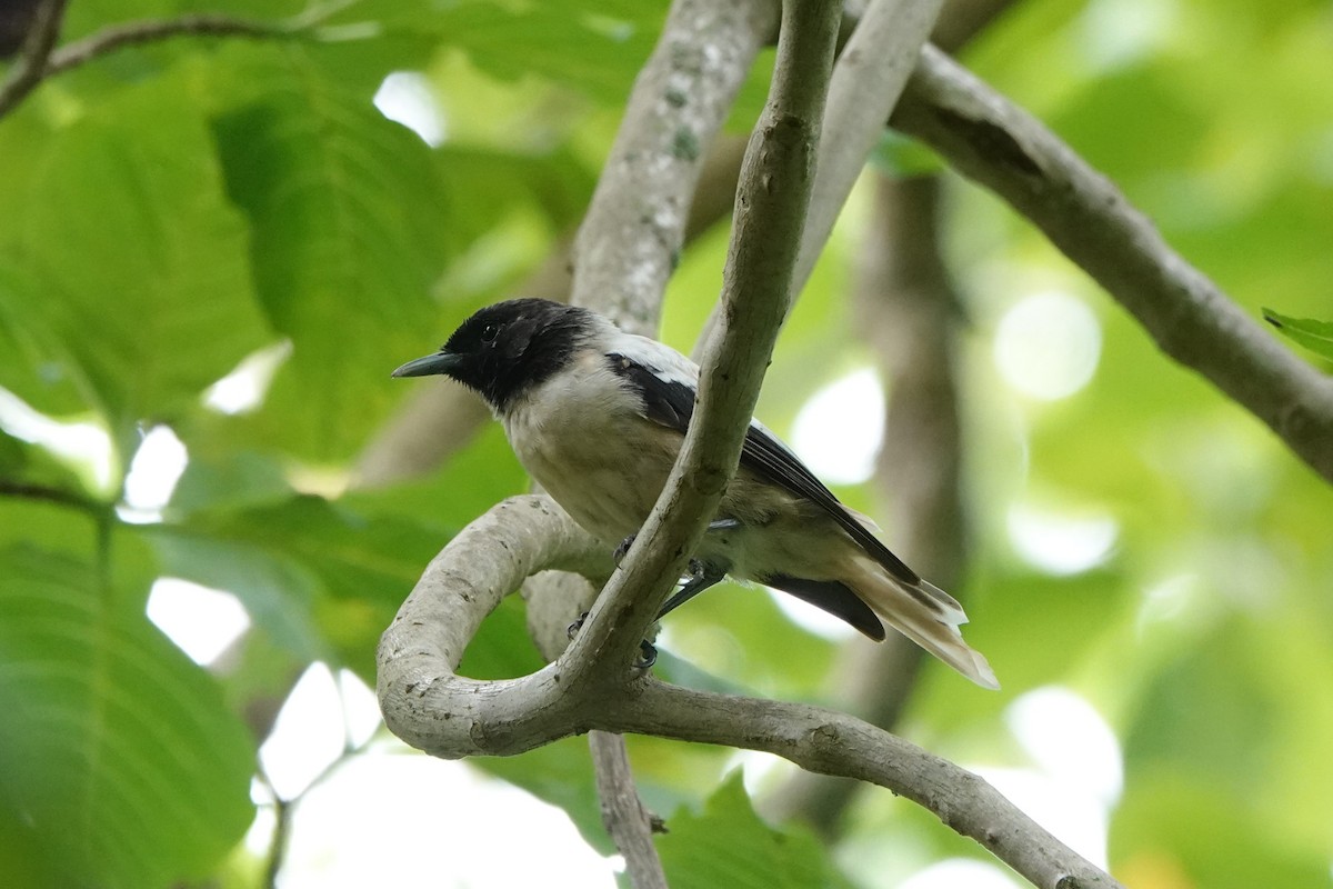 Marquesan Monarch - ML646347265