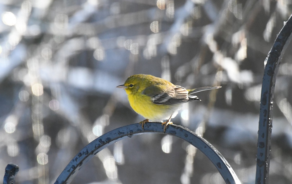 Pine Warbler - ML646347268