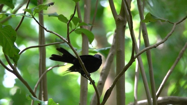 Marquesan Monarch - ML646347271