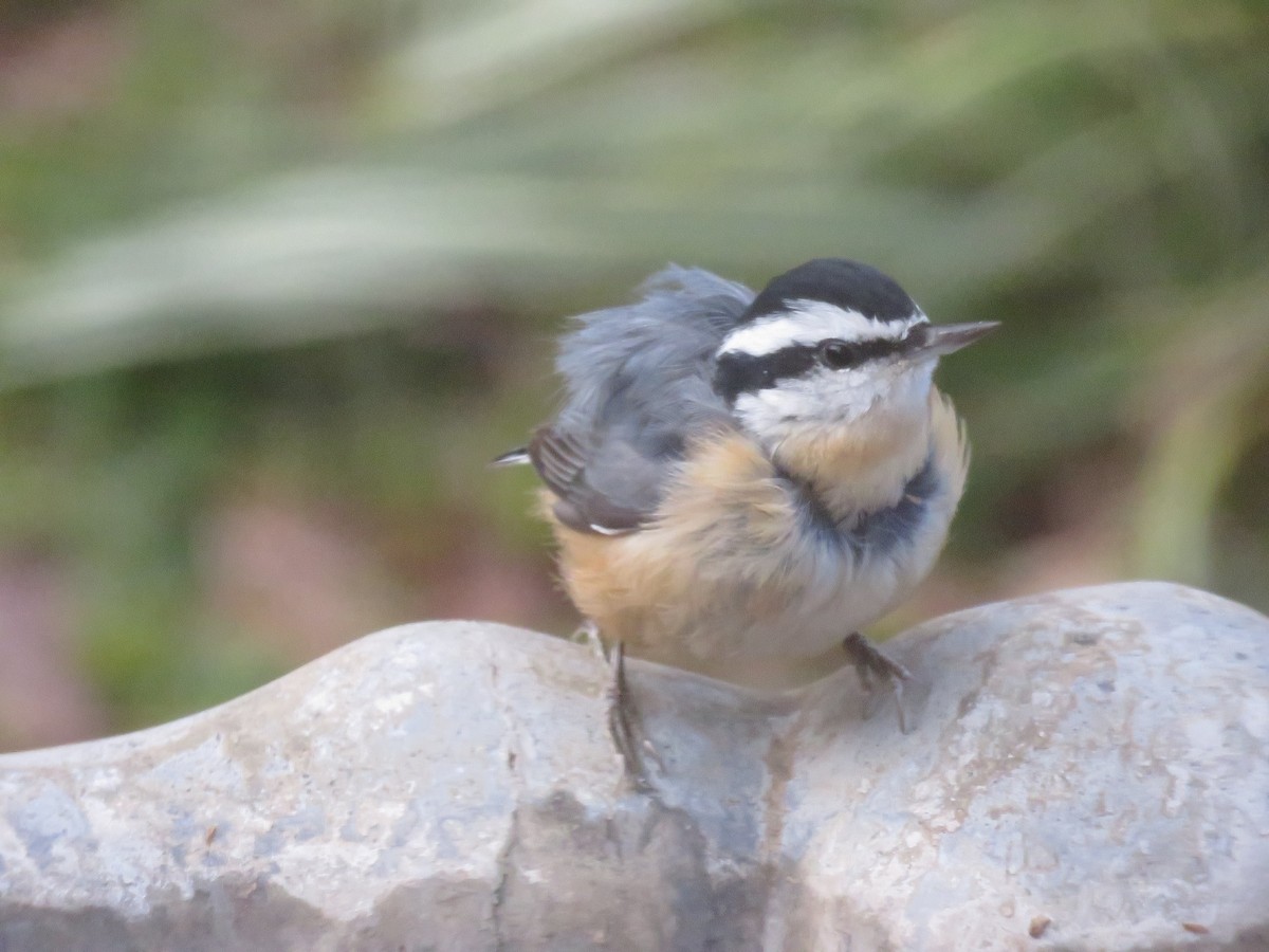 Trepador Canadiense - ML646347274