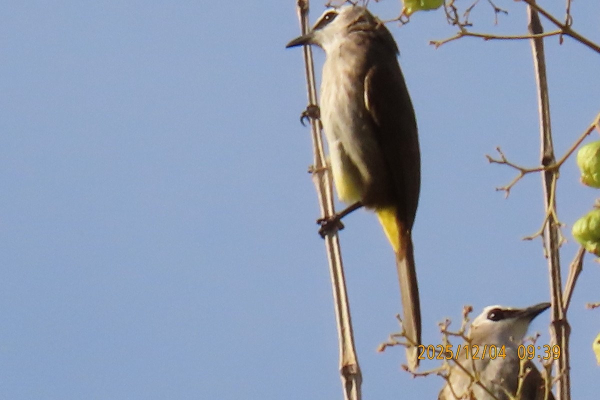 Белобровый бюльбюль - ML646347280