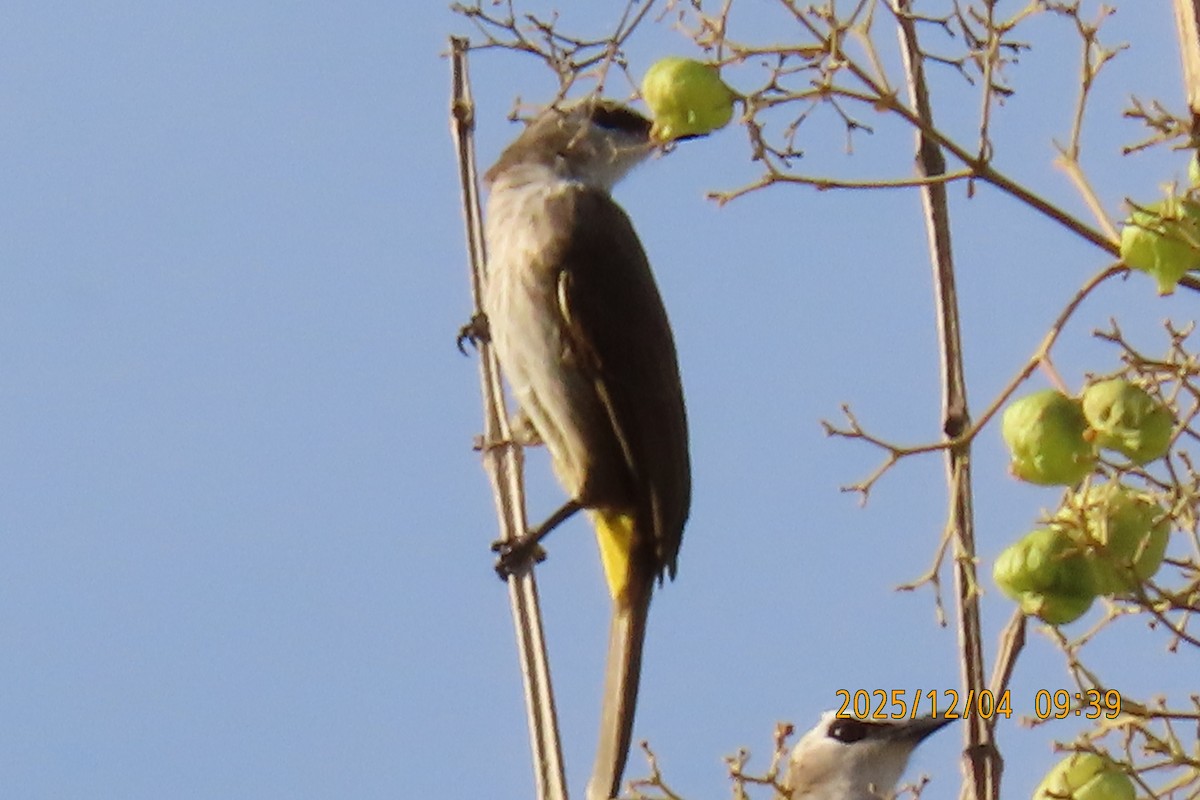 Белобровый бюльбюль - ML646347281