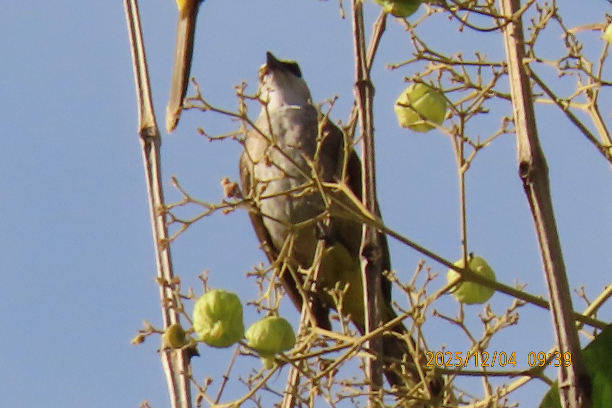 Белобровый бюльбюль - ML646347282