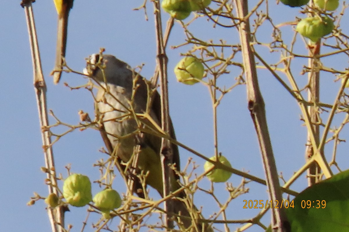 Белобровый бюльбюль - ML646347283