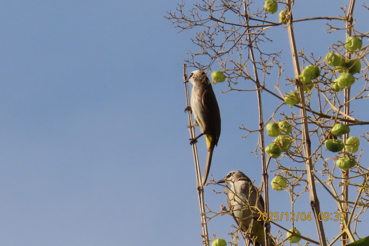 Белобровый бюльбюль - ML646347284