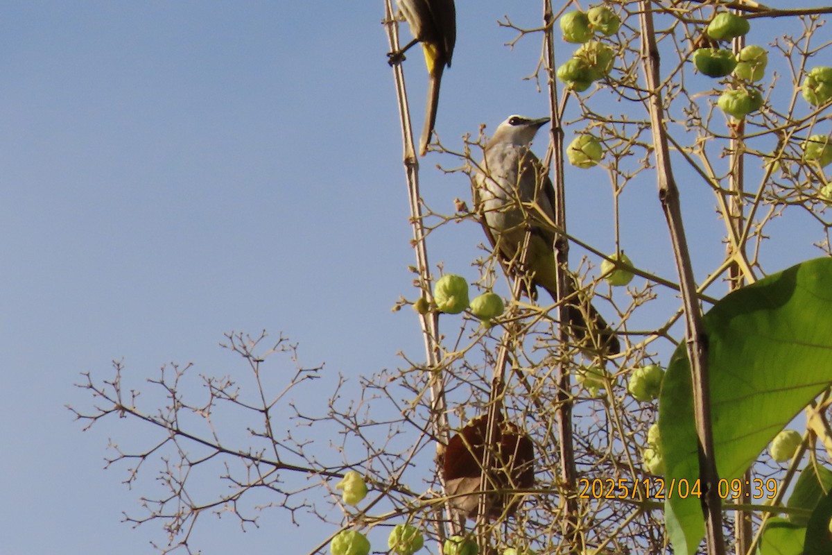 Белобровый бюльбюль - ML646347285