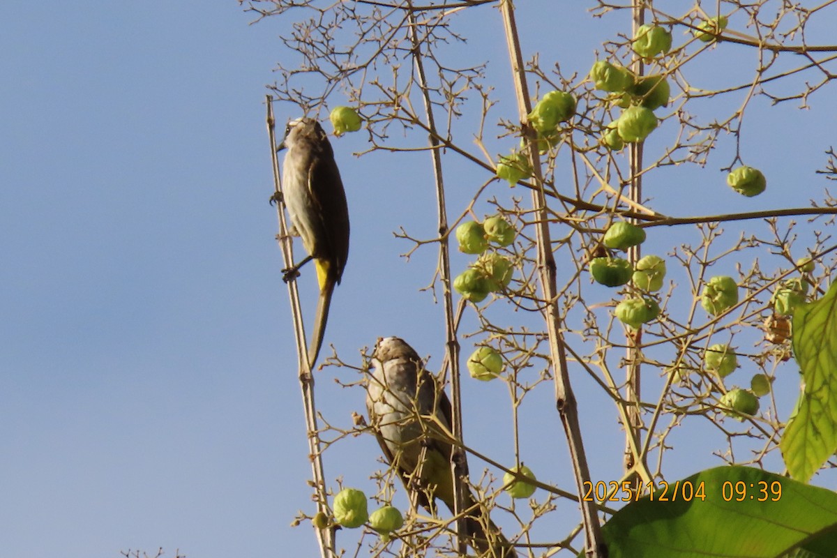 Белобровый бюльбюль - ML646347286