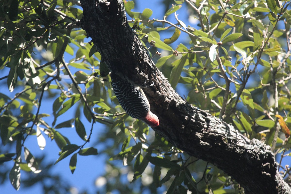 Pic à ventre roux - ML646347288