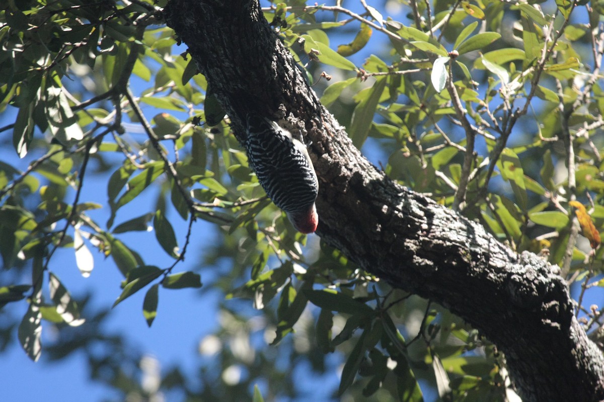 Pic à ventre roux - ML646347290