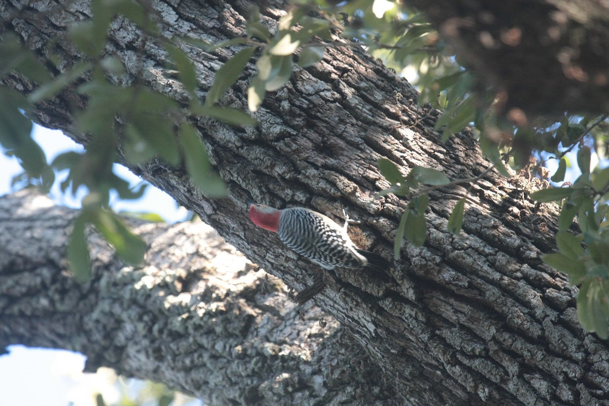 Pic à ventre roux - ML646347295