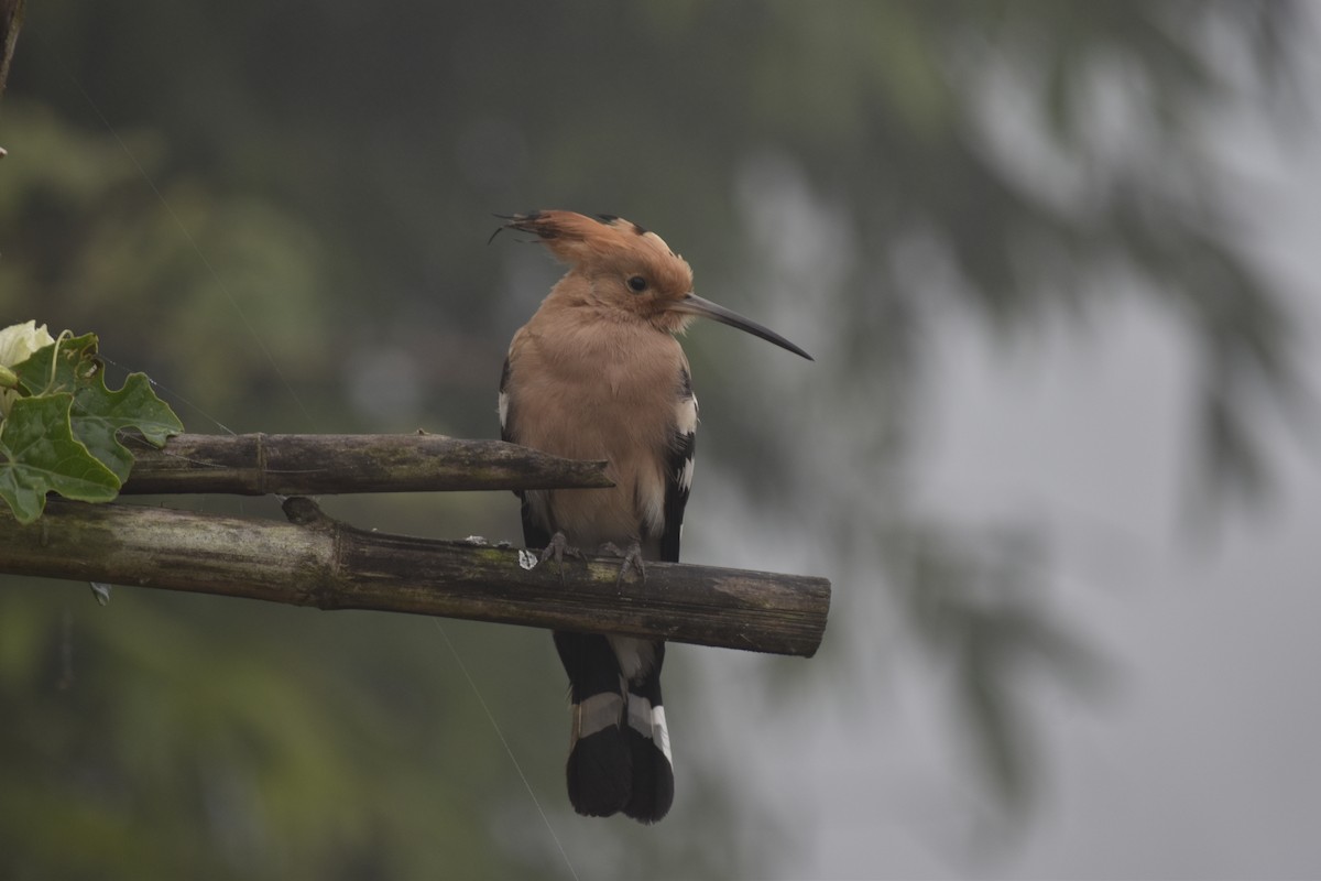 Common Hoopoe - ML646347298