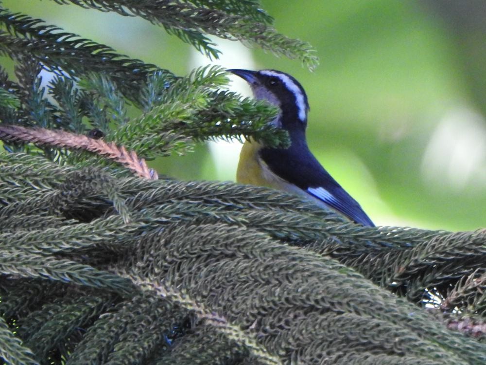 Bananaquit - ML646347300